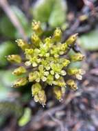 Imagem de Diplaspis cordifolia (Hook.) Hook. fil.