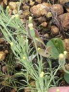 Слика од Millotia tenuifolia Cass.