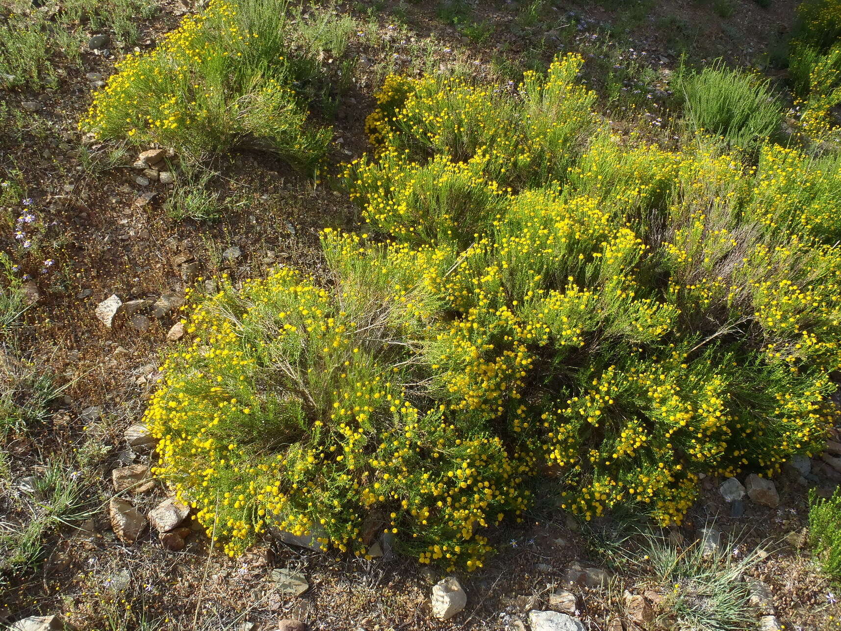 Слика од Chrysocoma ciliata L.