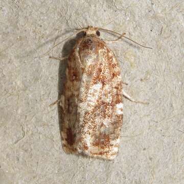 Image of Jack Pine Budworm