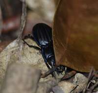 Image of Pasimachus (Pasimachus) marginatus (Fabricius 1787)