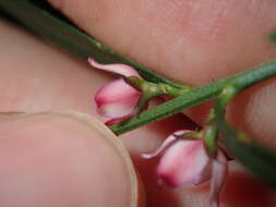 Image de Cyanothamnus polygalifolius