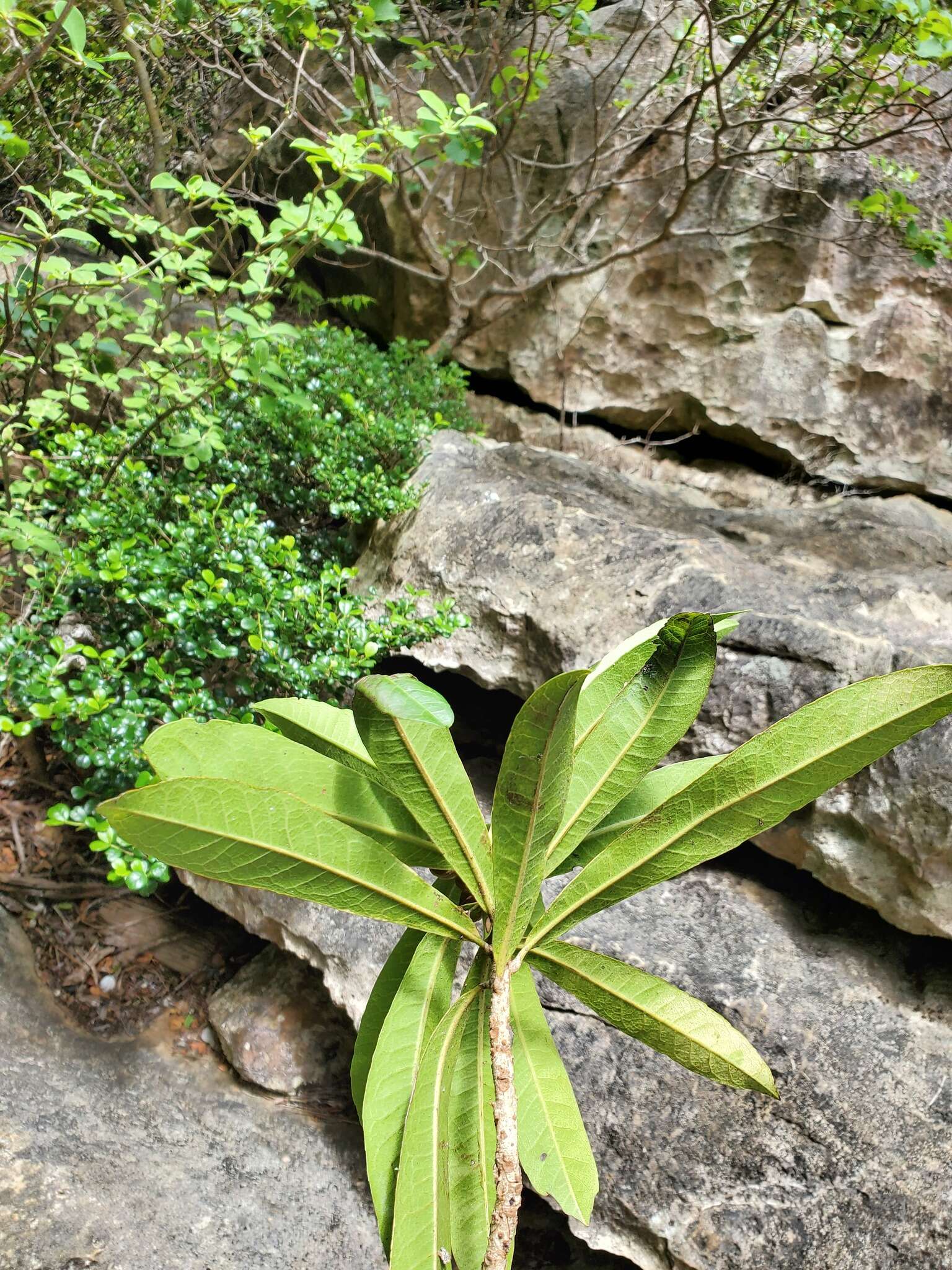 Image of Droceloncia rigidifolia (Baill.) J. Léonard