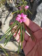 Image of Australian Native Rose