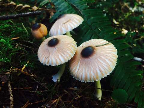 Image of Lepiota rubrotinctoides Murrill 1912