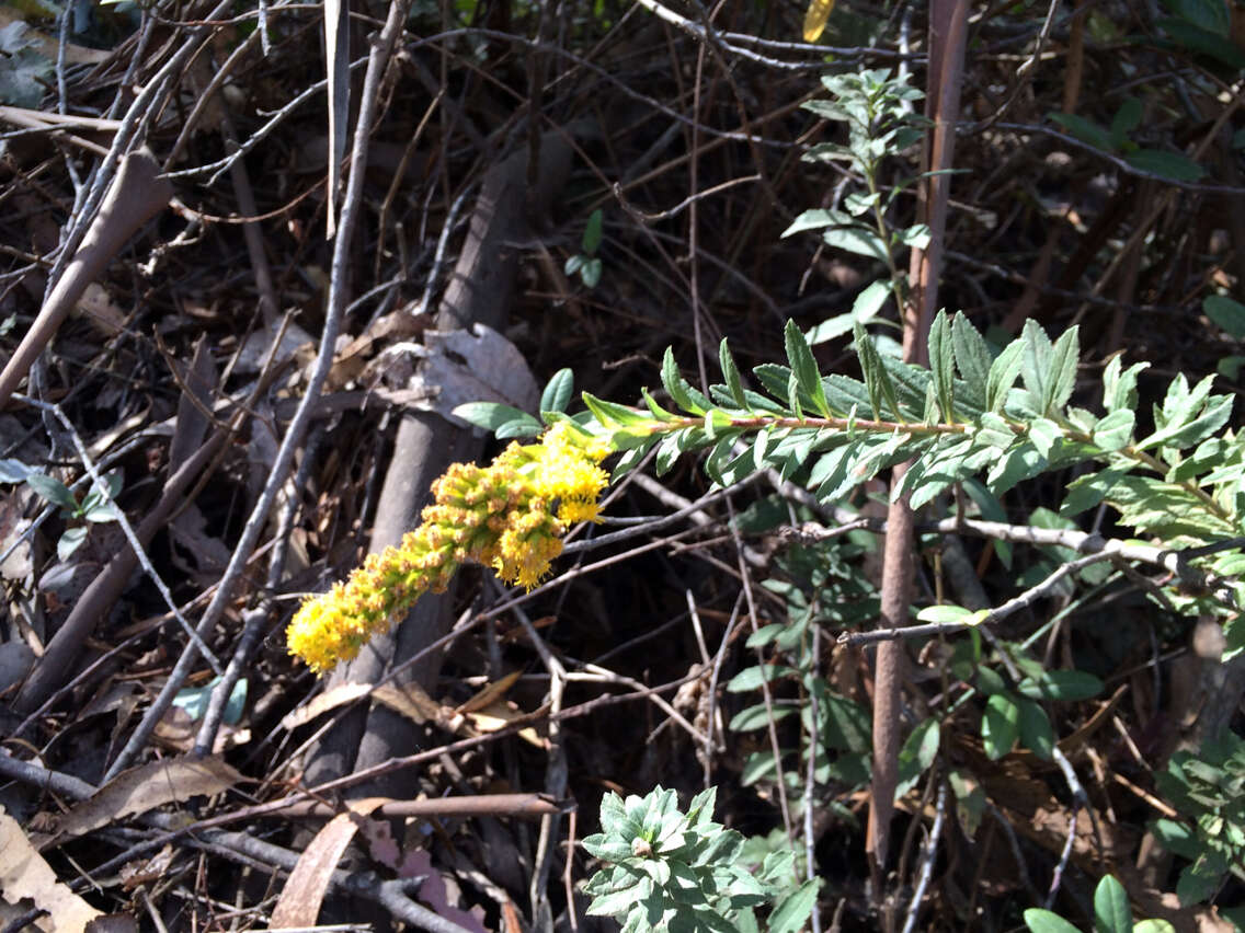 Image of California goldenrod