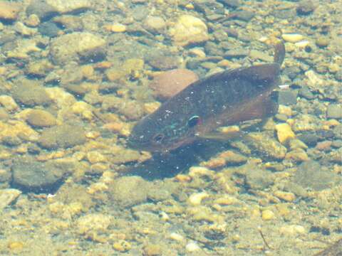 Image of Pumpkinseed