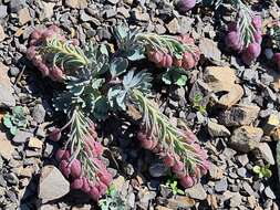 Pseudovesicaria digitata (C. A. Mey.) Rupr. resmi