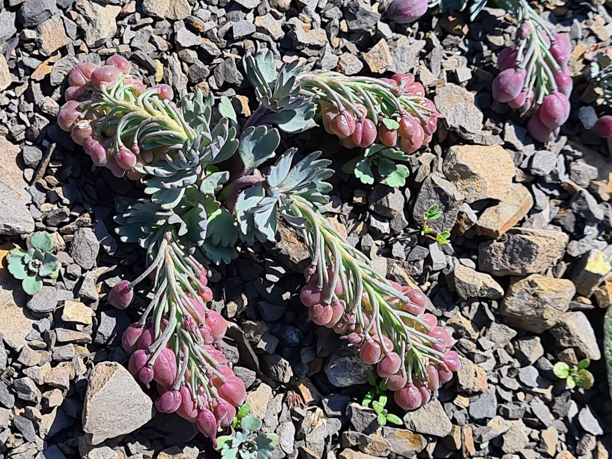 Image de Pseudovesicaria digitata (C. A. Mey.) Rupr.