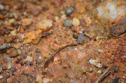 Image of Brown Leech