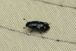 Image of Four-spotted Sap Beetle