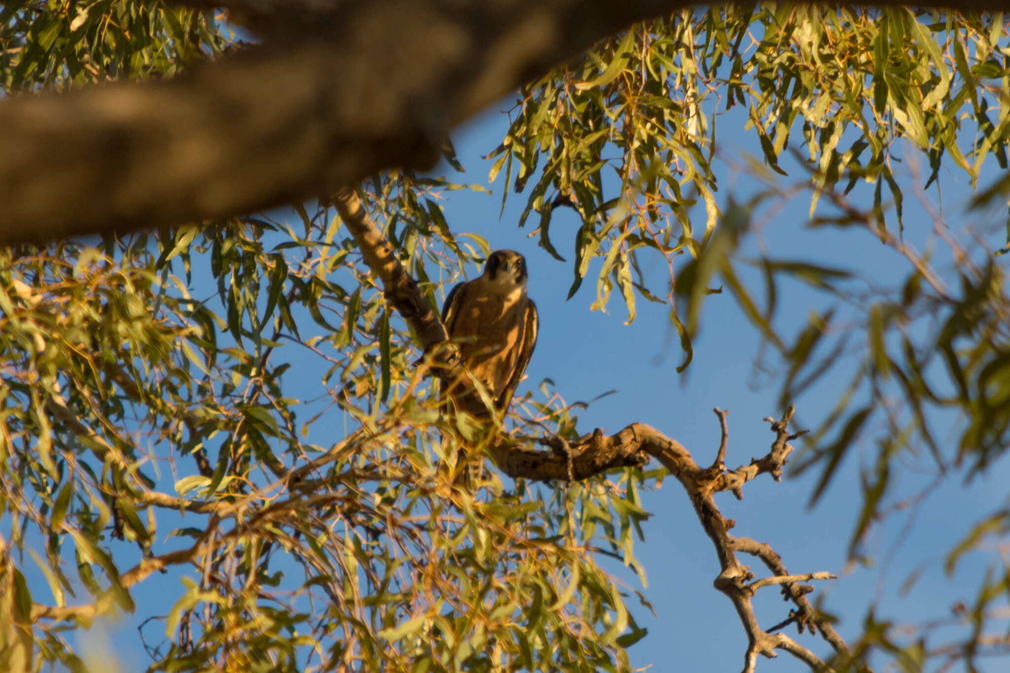 Image of Australian Hobby