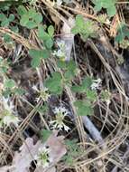 Image de Trifolium breweri S. Watson