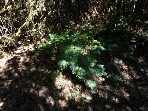 Image of hare's-foot fern