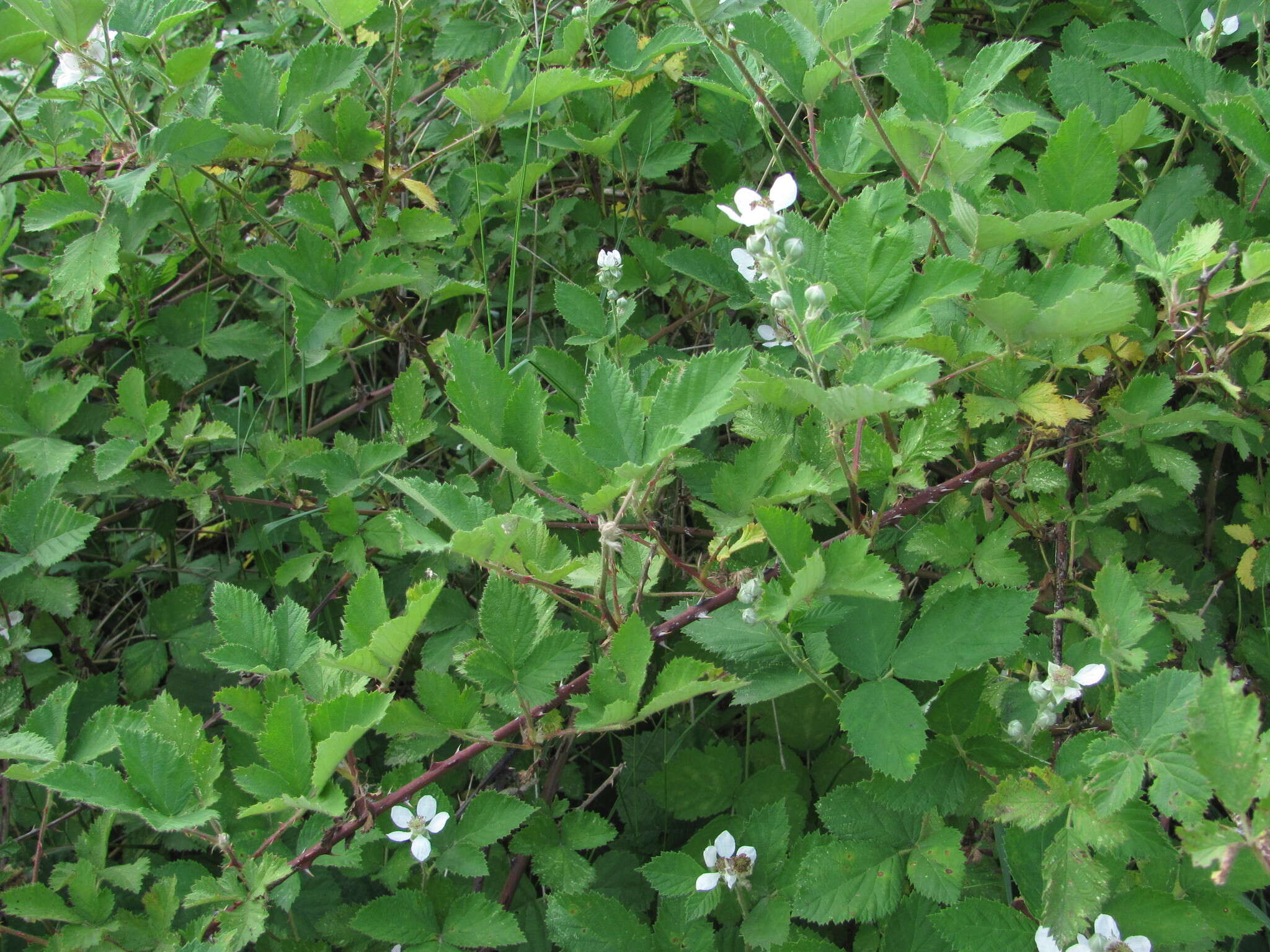 Image of Rubus silesiacus Weihe