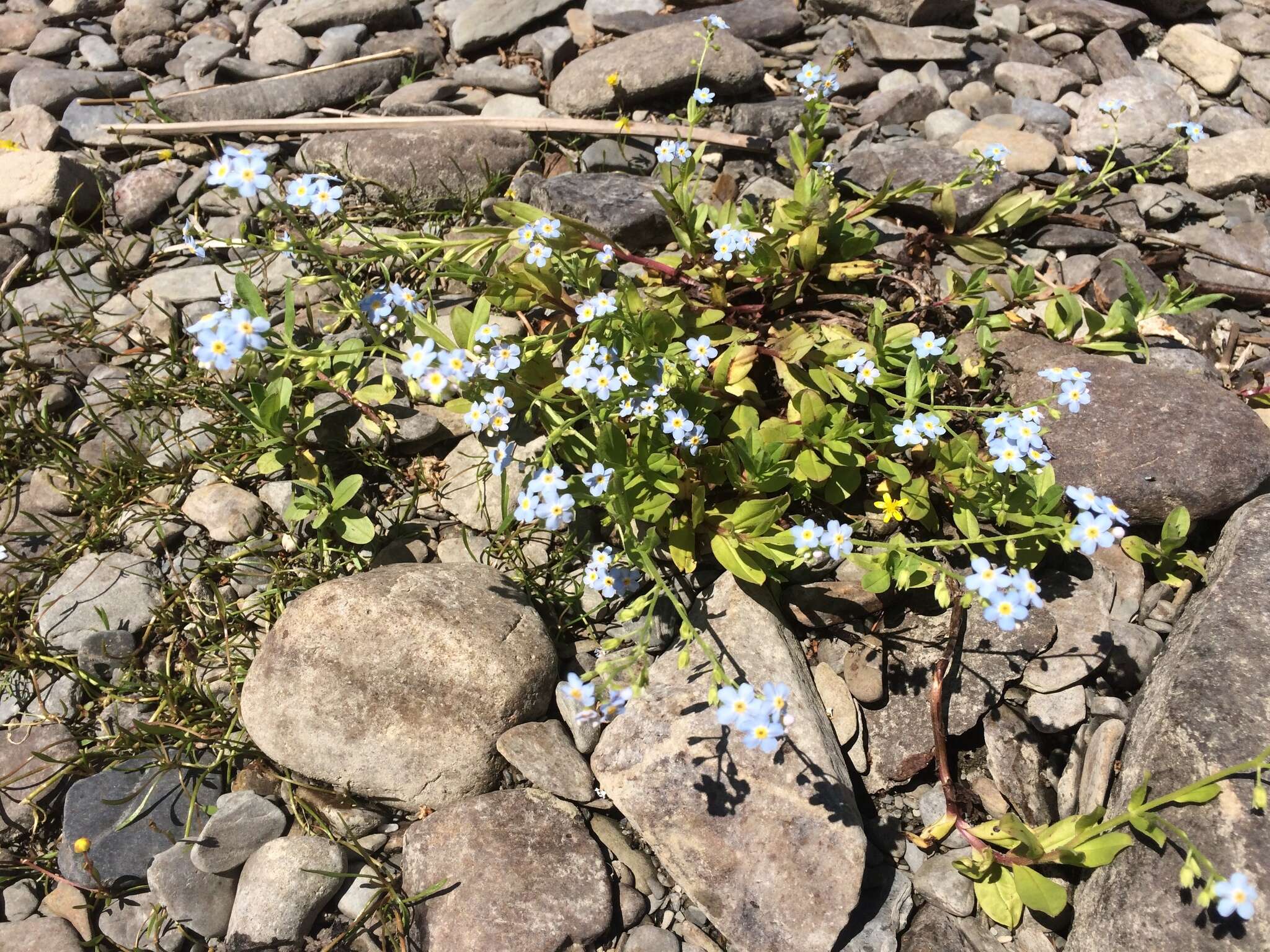 Image of true forget-me-not