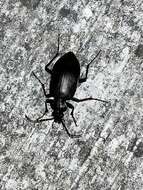 Imagem de Calosoma (Carabosoma) angulatum Chevrolat 1834