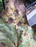 Image of Plane anthracnose