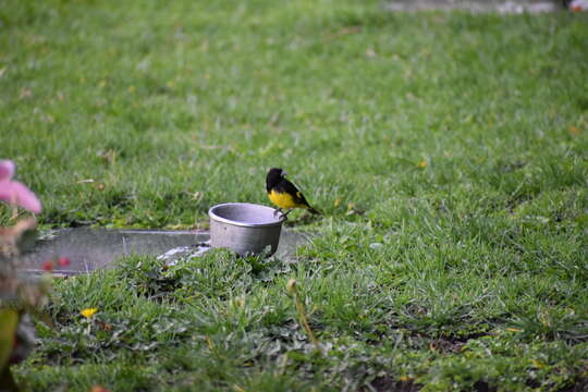 Image of Yellow-bellied Siskin