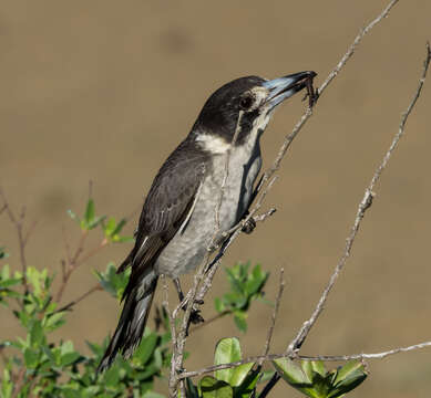 Image of Cracticus torquatus leucopterus Gould 1848