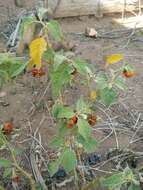 Image of Ethiopian nightshade