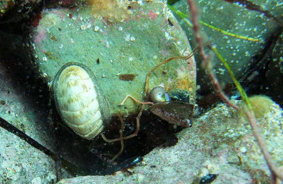 Image of Ischnochiton lineolatus (Blainville 1825)