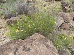 Plancia ëd Menodora scabra Engelm. ex A. Gray