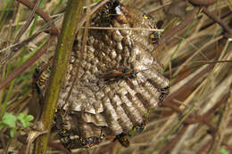 Image of Polistes cinerascens de Saussure 1854