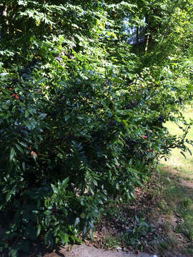 Image of Hollyleaved barberry