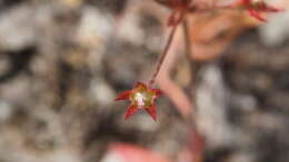 Plancia ëd Androsace elongata subsp. acuta (Greene) G. T. Robbins