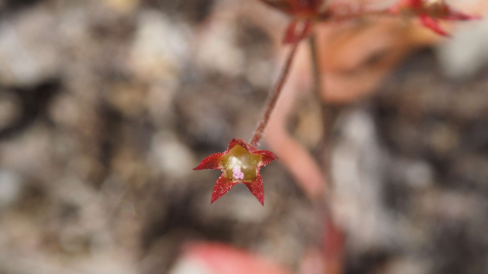 Plancia ëd Androsace elongata subsp. acuta (Greene) G. T. Robbins