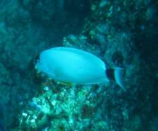 Image of Masked Angel Fish