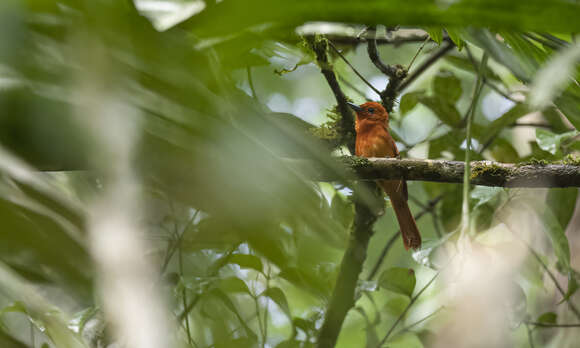 Image de Terpsiphone cinnamomea cinnamomea (Sharpe 1877)