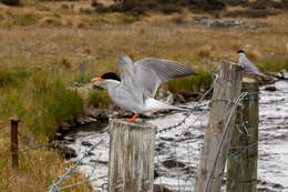 Image of Black-fronted Tern