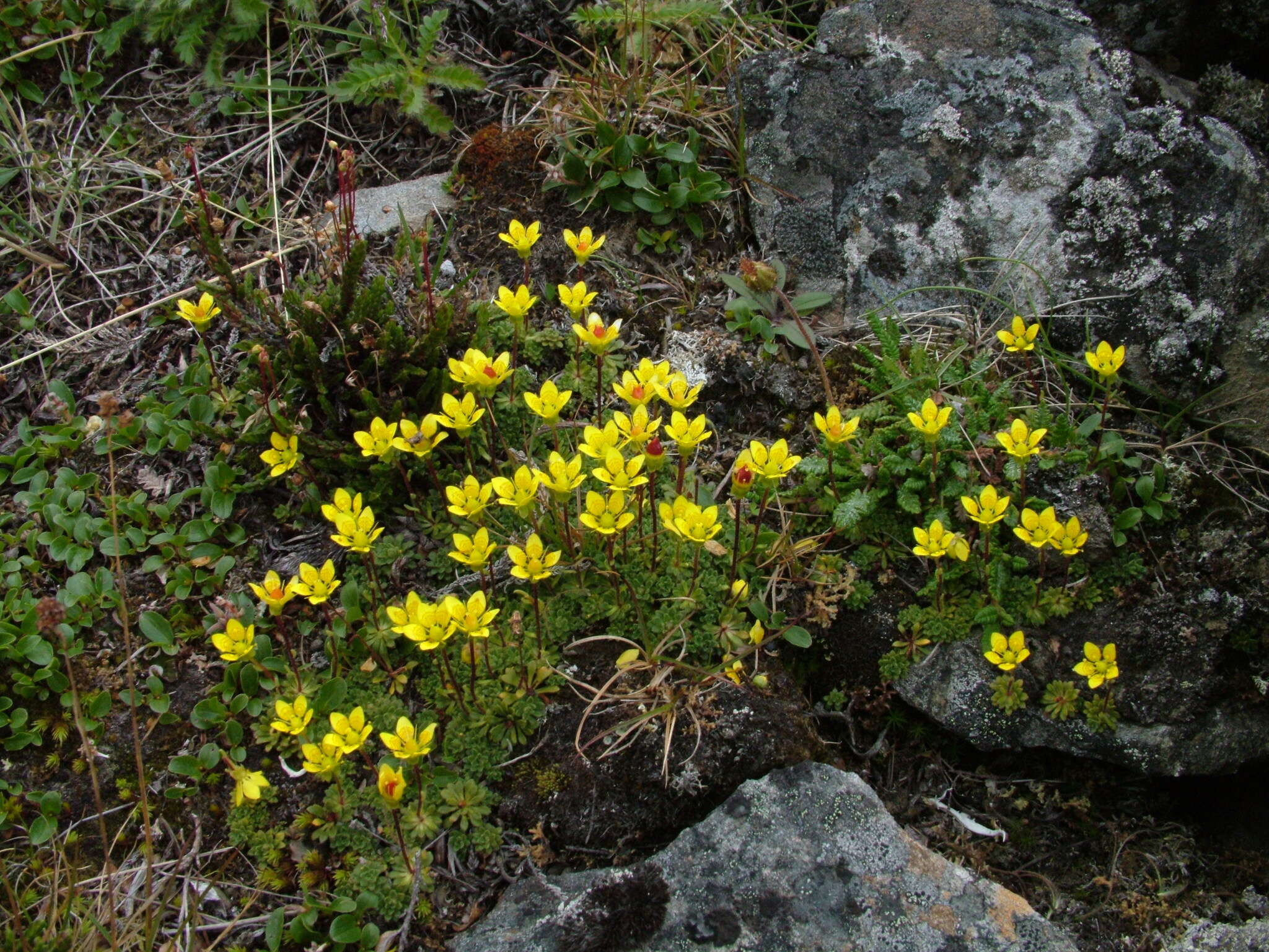 Sivun Saxifraga serpyllifolia Pursh kuva