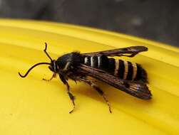 Image of Raspberry Clearwing