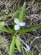 Image of Weldenia