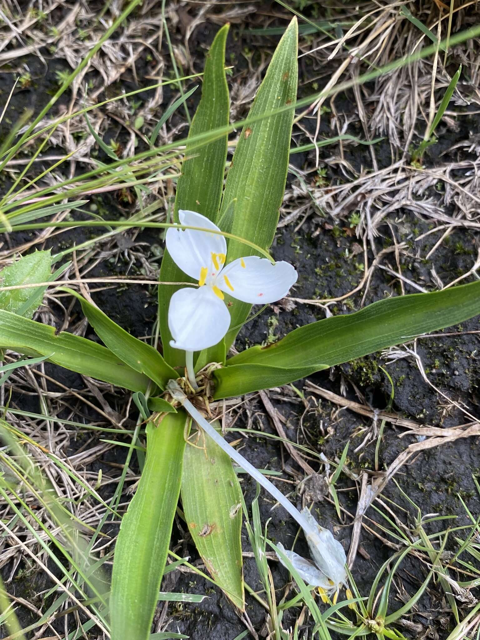 Image of Weldenia