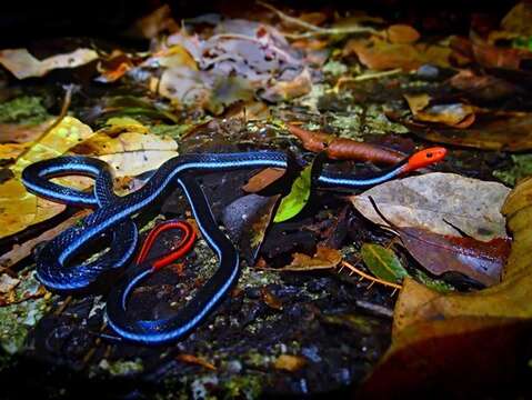 Image of Blue Coral Snake