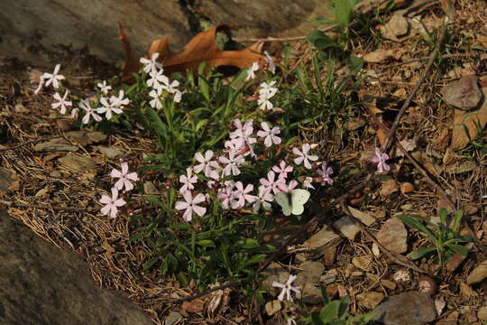 Image of sticky catchfly