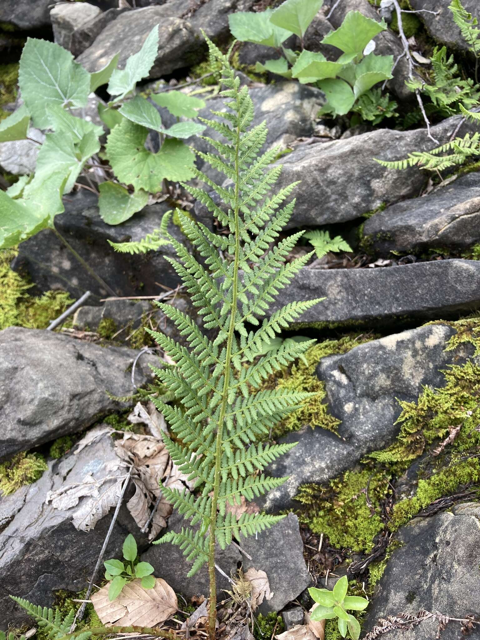 Image of Dryopteris villarii (Bell) Woynar ex Schinz & Thell.