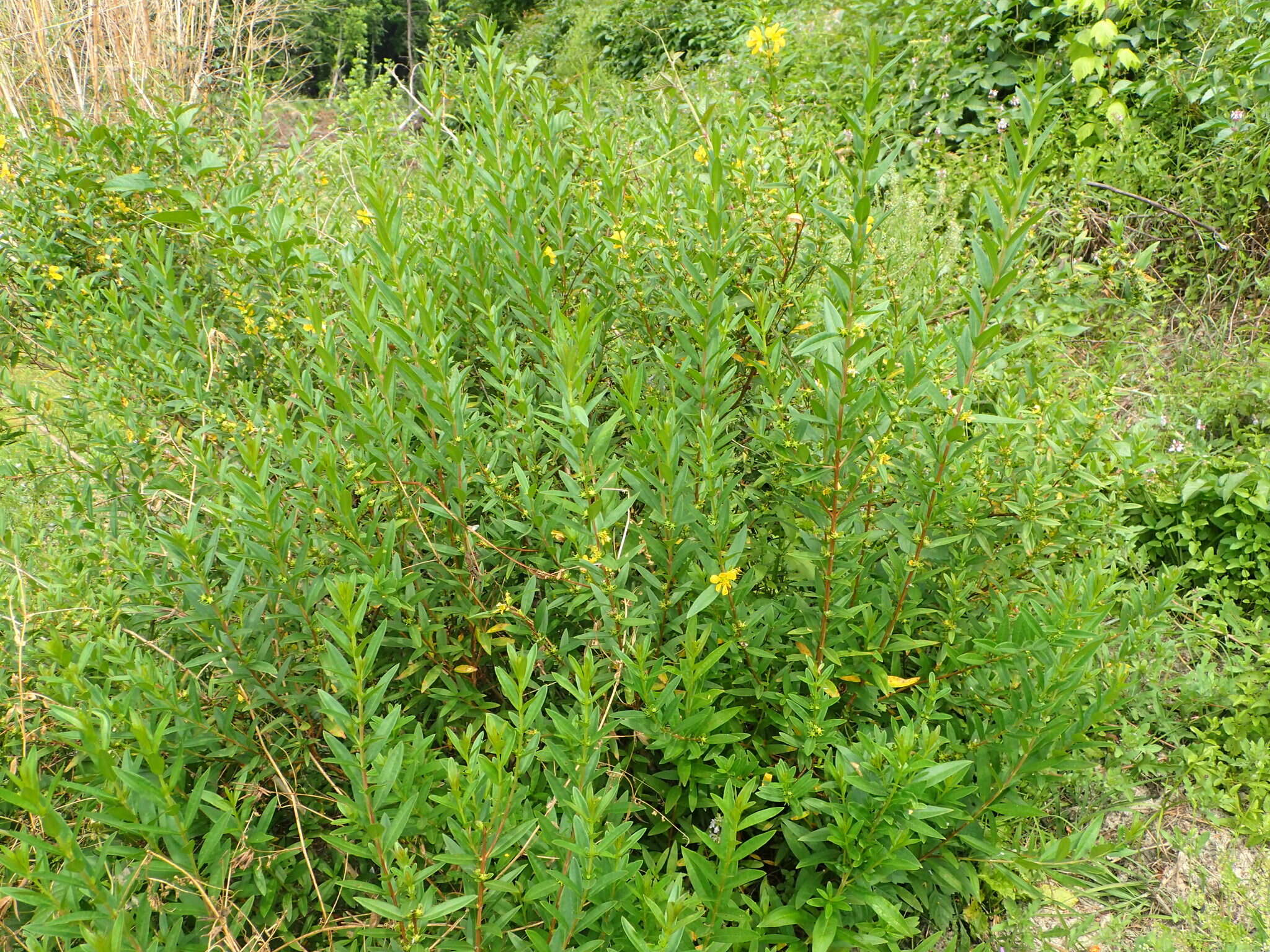 Image of shrubby yellowcrest