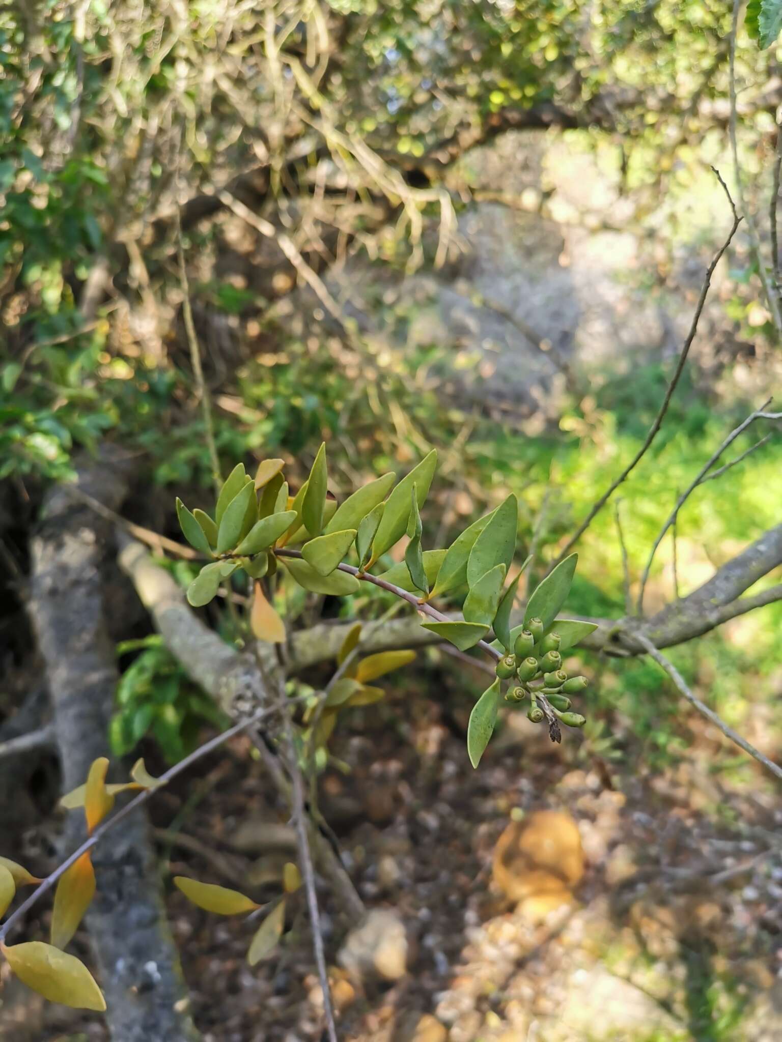 Image of Tristerix verticillatus (Ruiz & Pav.) Barlow & Wiens