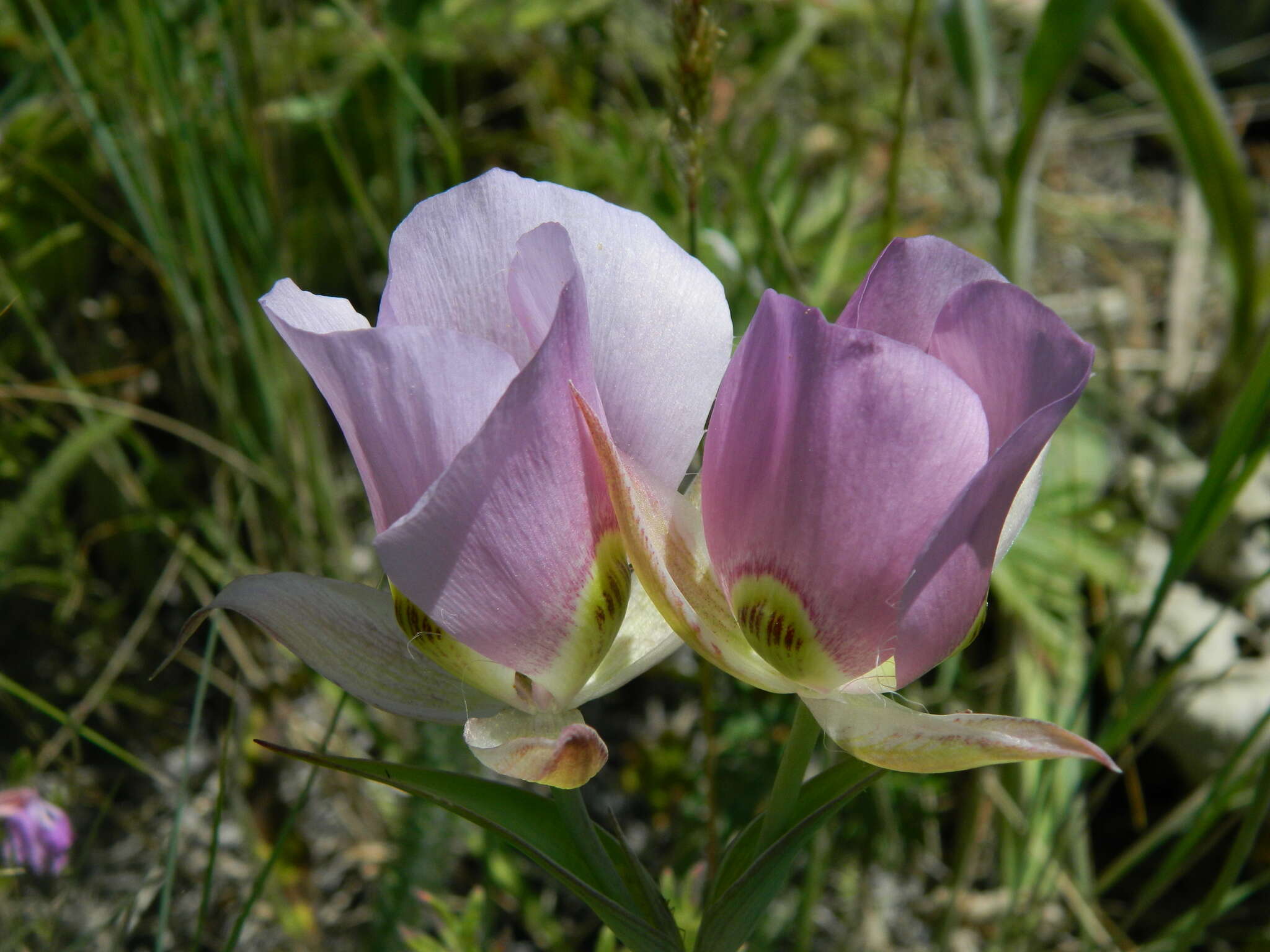 Image of broad-fruit mariposa-lily