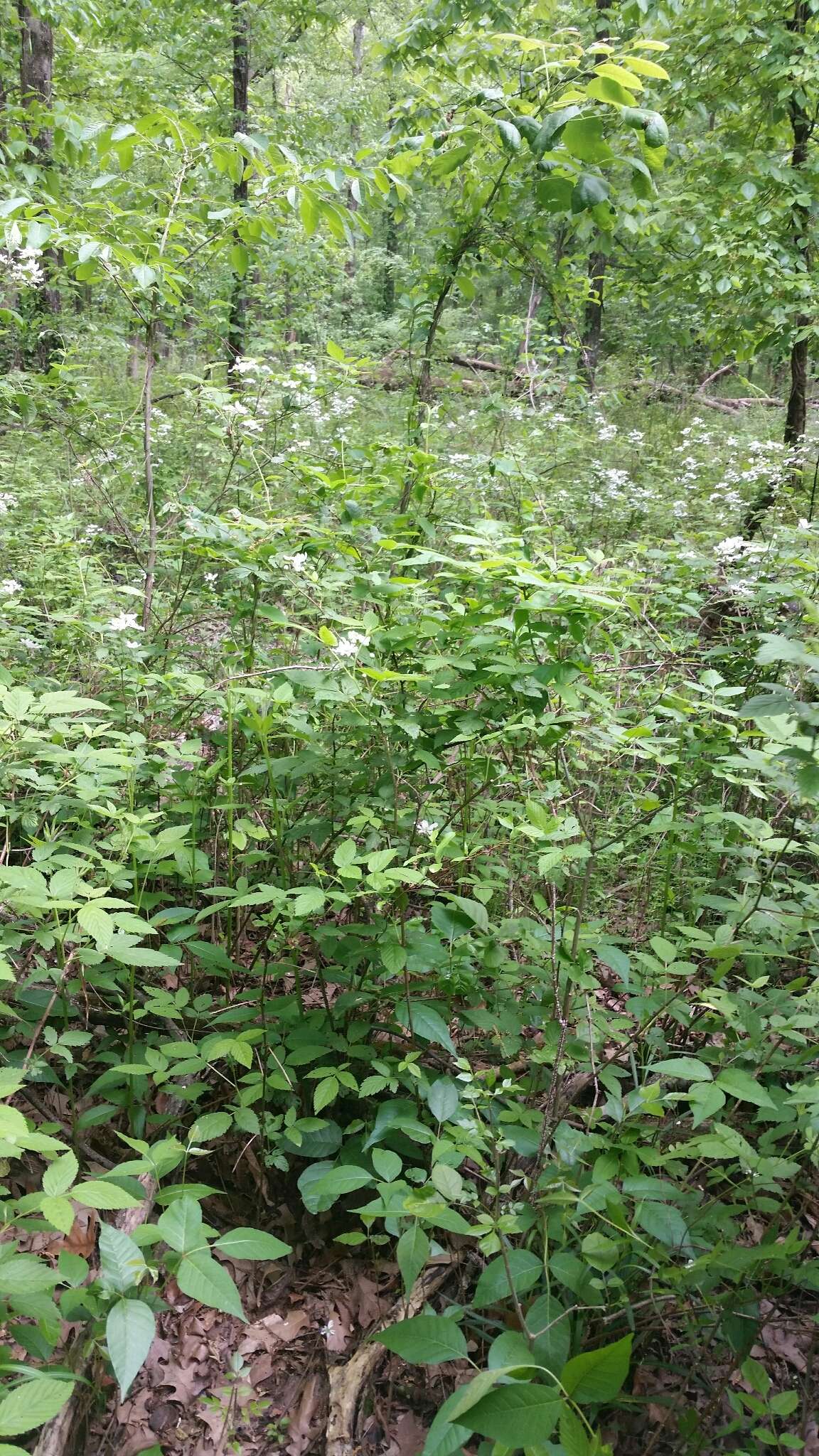 Слика од Rubus pensilvanicus Poir.