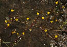 Image de Utricularia guyanensis A. DC.