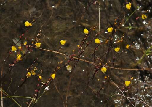 Image of Utricularia guyanensis A. DC.