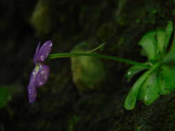 Image of Pinguicula cyclosecta Casper