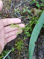 Galium tinctorium L. resmi