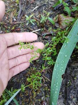 Imagem de Galium tinctorium L.